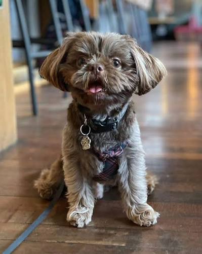 Dog at dog friendly Japanese restaurant Nagomi in Cheltenham